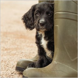 Abacus Cards Working Cocker Spaniel Puppy
