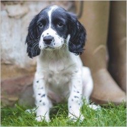 Abacus Cards Springer Spaniel Puppy