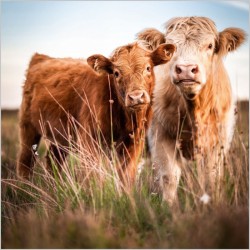 Abacus Cards Highland Cow And Calf