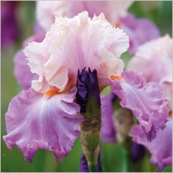 Abacus Cards Sweet Musette Iris