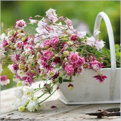Abacus Cards Aquilegias In A Trug