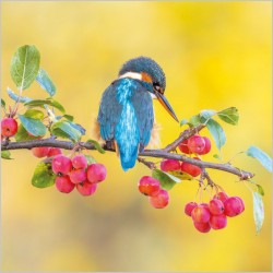 Abacus Cards Kingfisher On Crab Apple