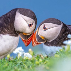 Abacus Cards Atlantic Puffin