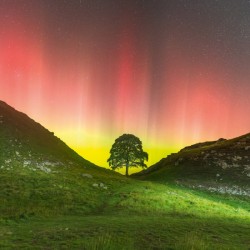 Abacus Cards Sycamore Gap