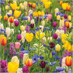 Abacus Cards Tulip Meadow
