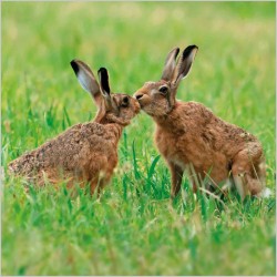 Abacus Cards Brown Hares (2)