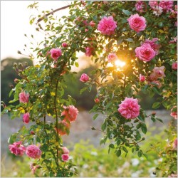 Abacus Cards Climbing Rose Rambler