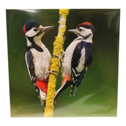 Abacus Cards Great Spotted Woodpecker
