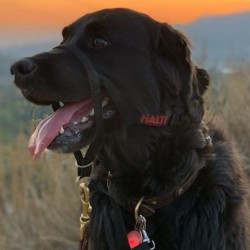 Halti No Pull Dog Headcollar