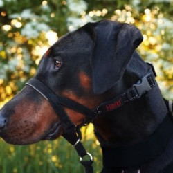 Halti No Pull Dog Headcollar