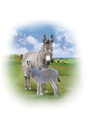 Country Cards Donkey And Foal