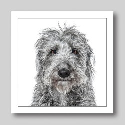 Gruff Pawtrait Greeting Card Lurcher