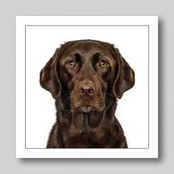 Gruff Pawtrait Greeting Card Chocolate Labrador