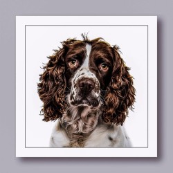 Gruff Pawtrait Greeting Card Cocker Spaniel