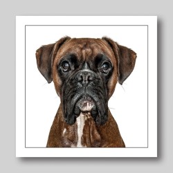 Gruff Pawtrait Greeting Card Boxer Dog