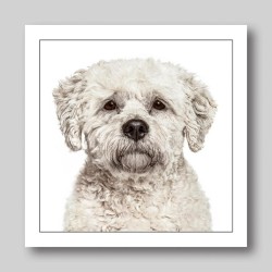 Gruff Pawtrait Greeting Card Bichon Frise