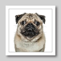 Gruff Pawtrait Greeting Card Pug