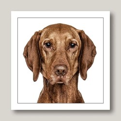 Gruff Pawtrait Greeting Card Vizsla