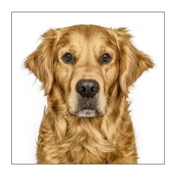 Gruff Pawtrait Greeting Card Golden Retriever