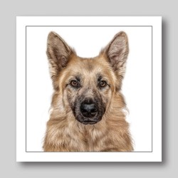 Gruff Pawtrait Greeting Card Alsatian