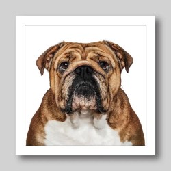 Gruff Pawtrait Greeting Card British Bulldog