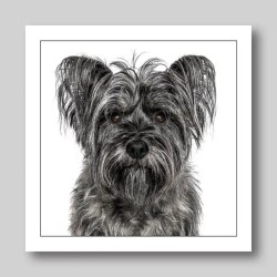 Gruff Pawtrait Greeting Card Cairn Terrier