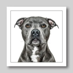 Gruff Pawtrait Greeting Card Staffordshire Bull Terrier