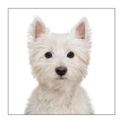 Gruff Pawtrait Greeting Card West Highland Terrier