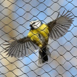 Bird Protection Netting Black 4m x 20m