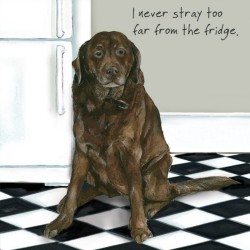 Little Dog Greeting Card Chocolate Labrador Fridge