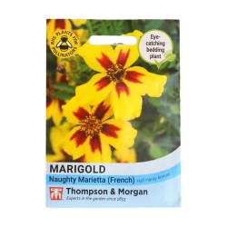 Thompson & Morgan Marigold Naughty Marietta