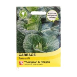 Thompson & Morgan Cabbage Tantour F1