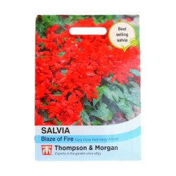 Thompson & Morgan Salvia Blaze Of Fire
