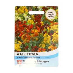 Thompson & Morgan Wallflower Dwarf Brilliant Bedder