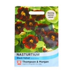 Thompson & Morgan Nasturtium Black Velvet