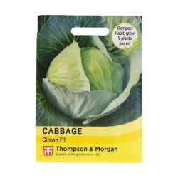 Thompson & Morgan Cabbage Gilson F1
