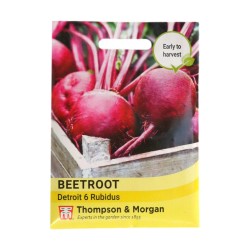 Thompson & Morgan Beetroot Detroit 6 Rubidus