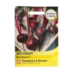 Thompson & Morgan Beetroot Red Shine