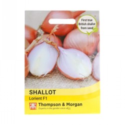 Thompson & Morgan Shallot Lorient