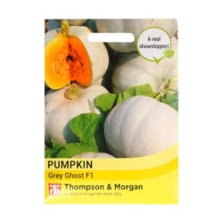 Thompson & Morgan Pumpkin Grey Ghost