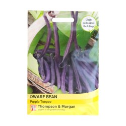 Thompson & Morgan Dwarf Bean Purple Teepee