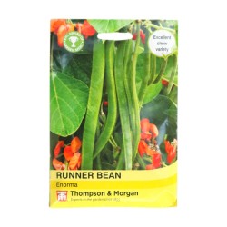 Thompson & Morgan Runner Bean Enorma