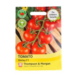 Thompson & Morgan Tomato Shirley