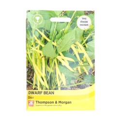Thompson & Morgan Dwarf Bean Dior