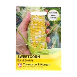 Thompson & Morgan Sweetcorn Pot Of Gold