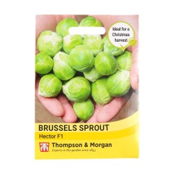 Thompson & Morgan Brussels Sprout Hector
