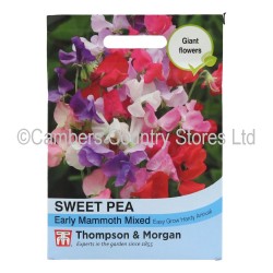 Thompson & Morgan Sweet Pea Early Mammoth