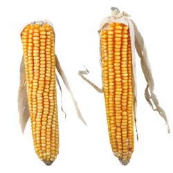 Trixie Maize Cobs With Husks 2 Pack