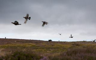 Grouse Shooting Season